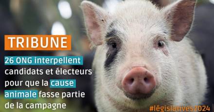 France - Législatives 2024: 26 ONG appellent à ce que la condition animale fasse partie du débat démocratique