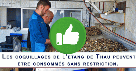 Europe - Levée des restrictions sur tous les coquillages de l'étang de Thau 