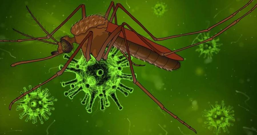 Europe - VIRUS WEST NILE  : Un premier cas humain positif au West Nile a été diagnostiqué à Baillargues Un nouveau cas positif a été détecté à Lattes.   Nouveau point de situation sur les cas dans l'Hérault 