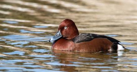 Europe - Le Fuligule Nyroca : Une nouvelle espèce nicheuse au Bagnas de Marseillan